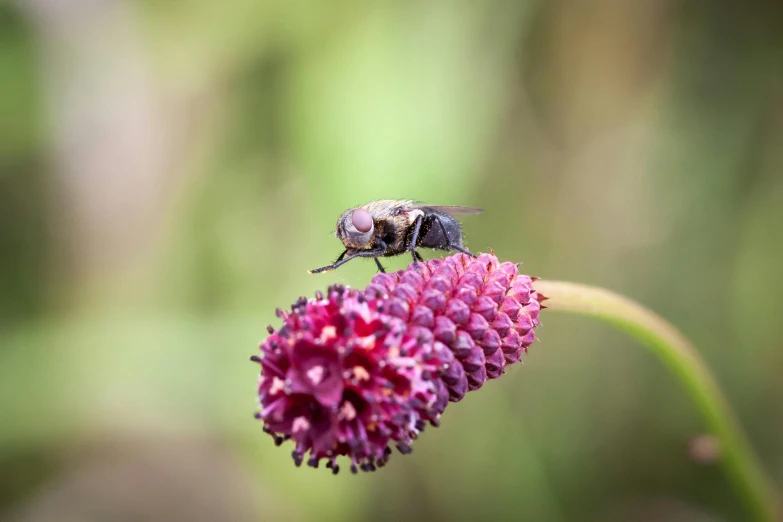 a fly that is sitting on a small flower