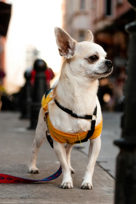 the small white dog is wearing a harness