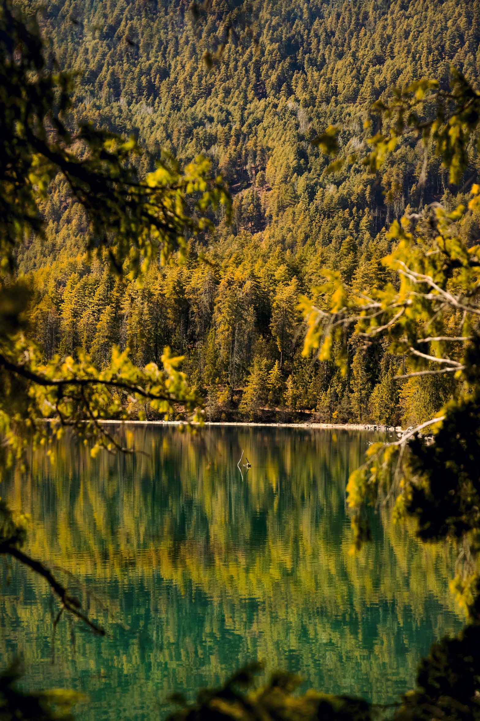 a lake surrounded by trees in a forest