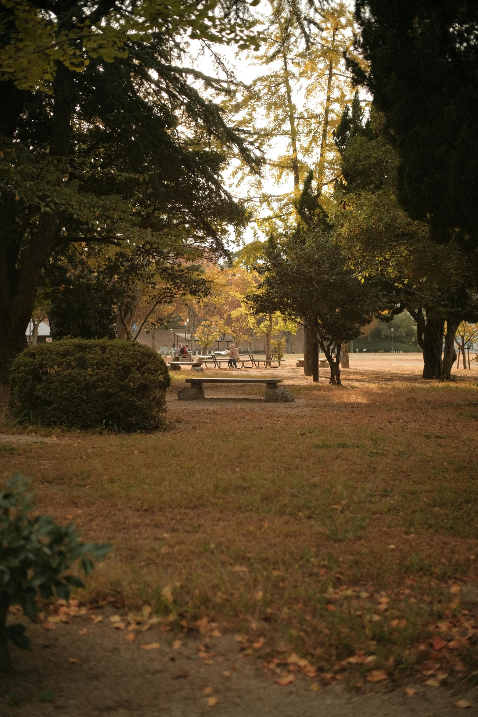 a park filled with lots of trees next to a lush green field