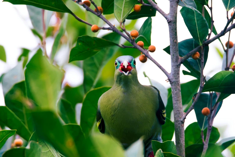 a small bird perched on top of a tree