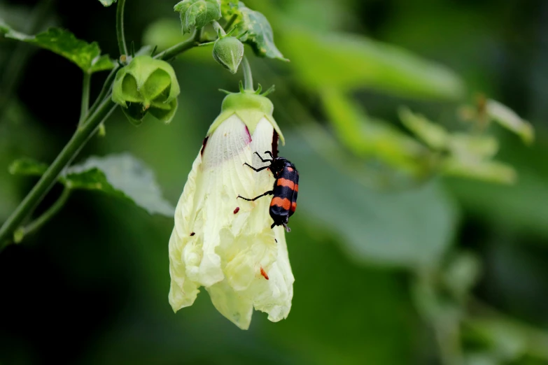 a bug resting on a flower in the outdoors