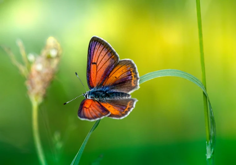 an orange and black erfly sitting on a green leaf