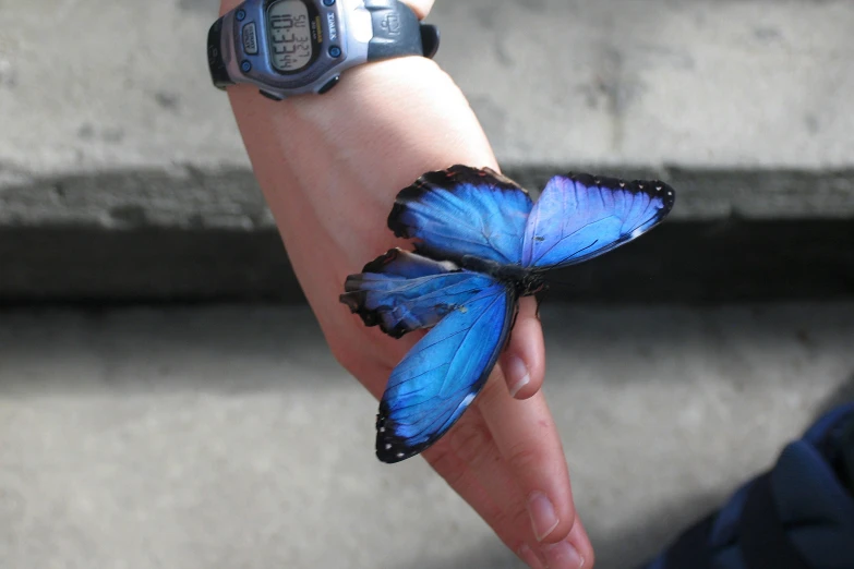 two blue erflies being held by a woman's hand