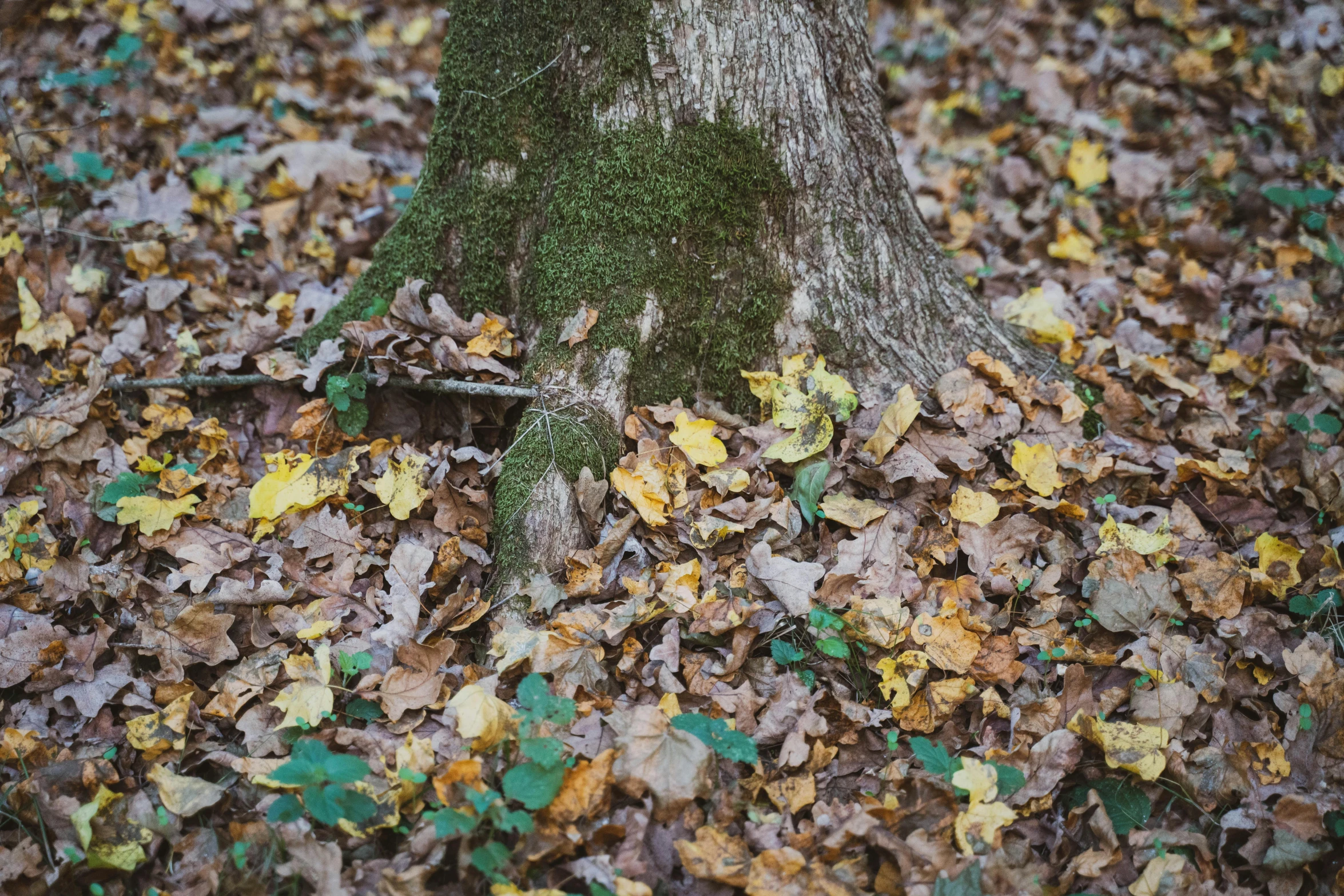 a tree that has fallen leaves in front of it