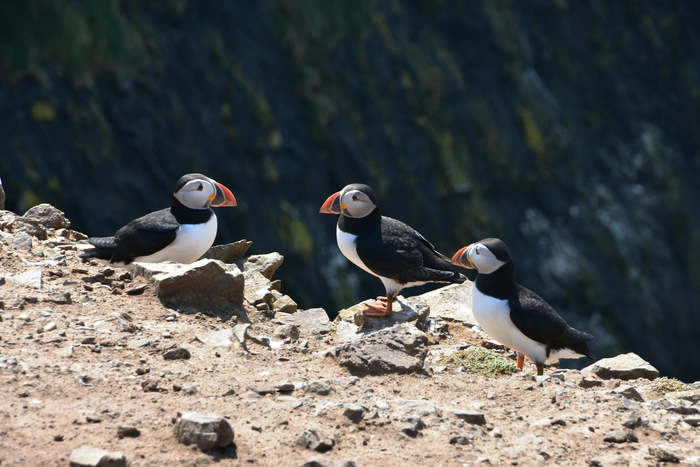 three black and white birds stand on a rocky hillside