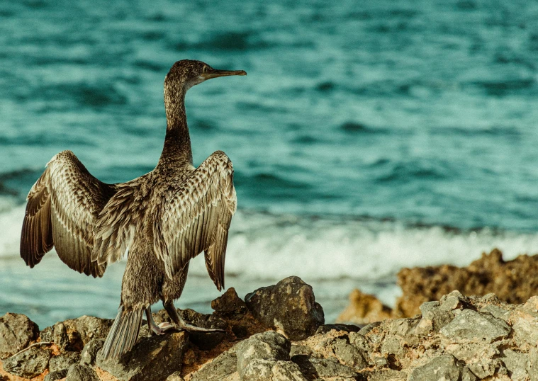 a bird that is standing on some rocks