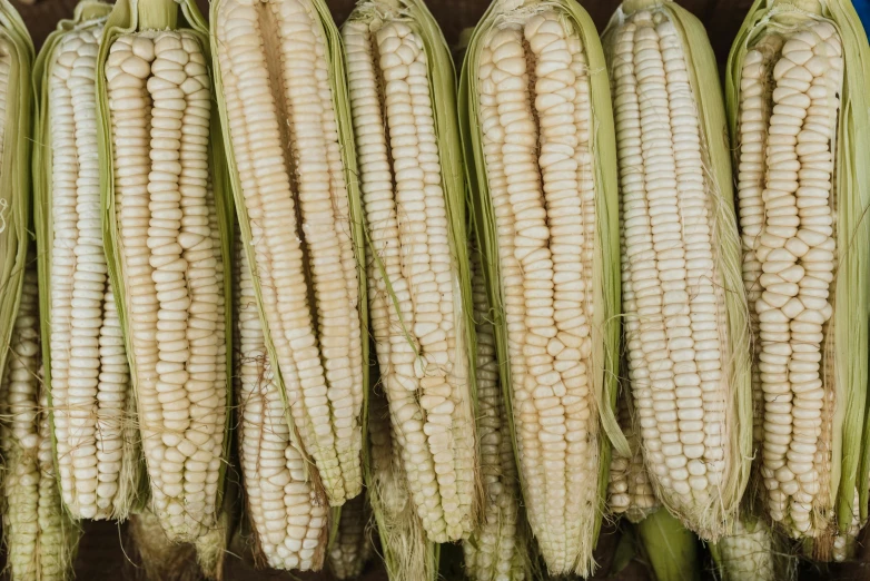 a closeup of several long ears of corn