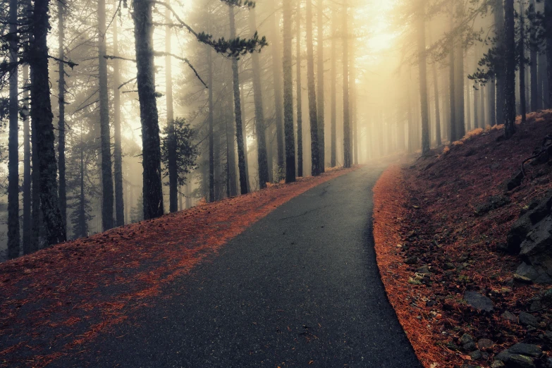 a very long narrow road going through a wooded area