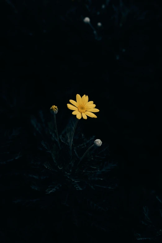 a large flower on top of dark ground