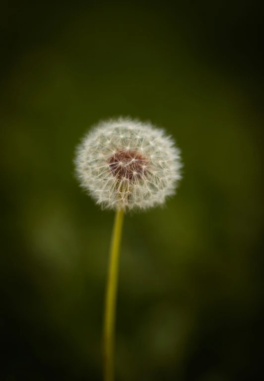 a single dandelion that is in the middle of green plants