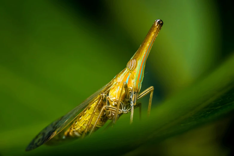 a fly insect with large wings on the underside of it