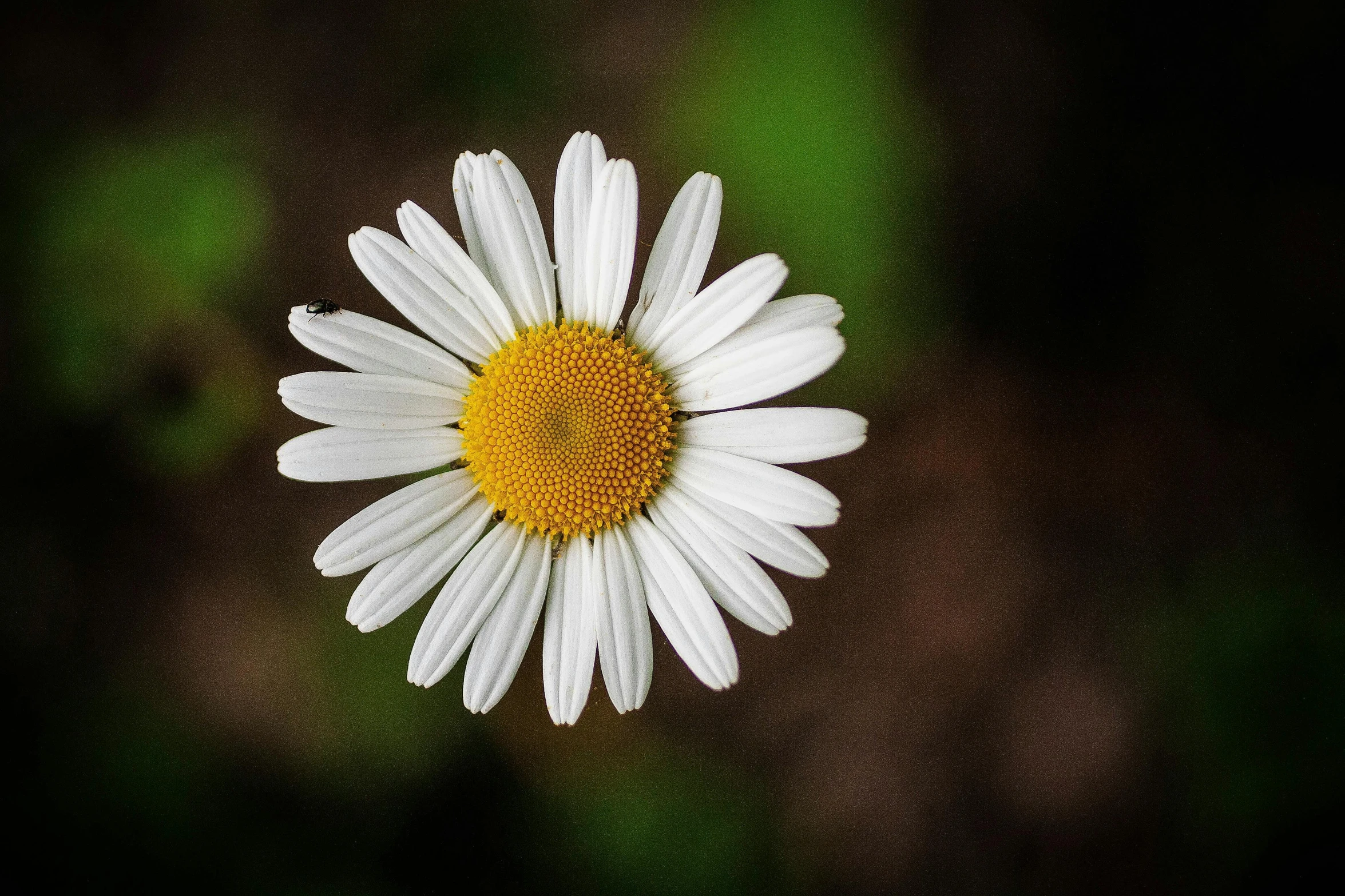 a close - up po of a white daisy