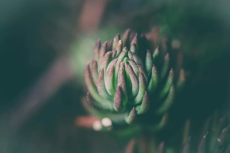 an image of a flower with a blurry background