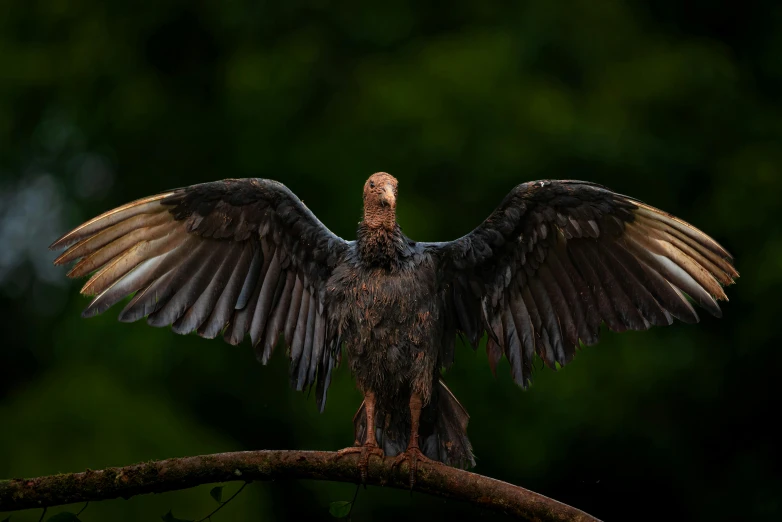 the bird with outstretched wings sits on a nch