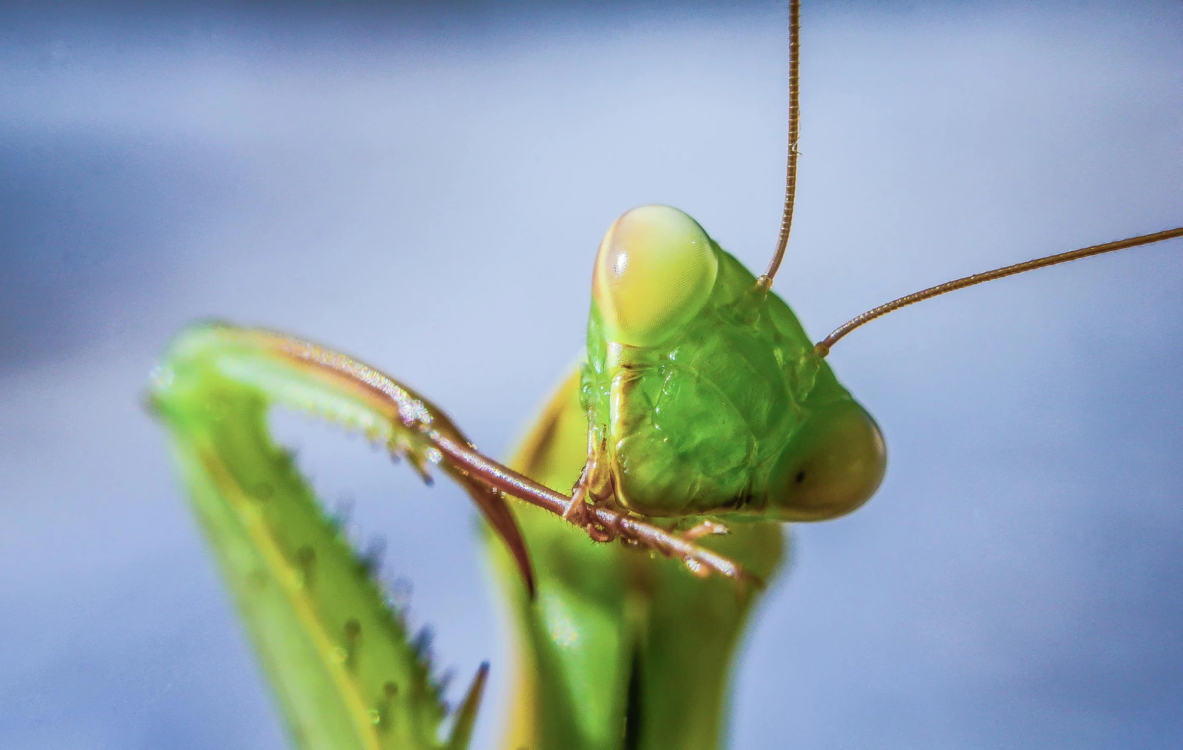 this is a closeup of a praying mantisse