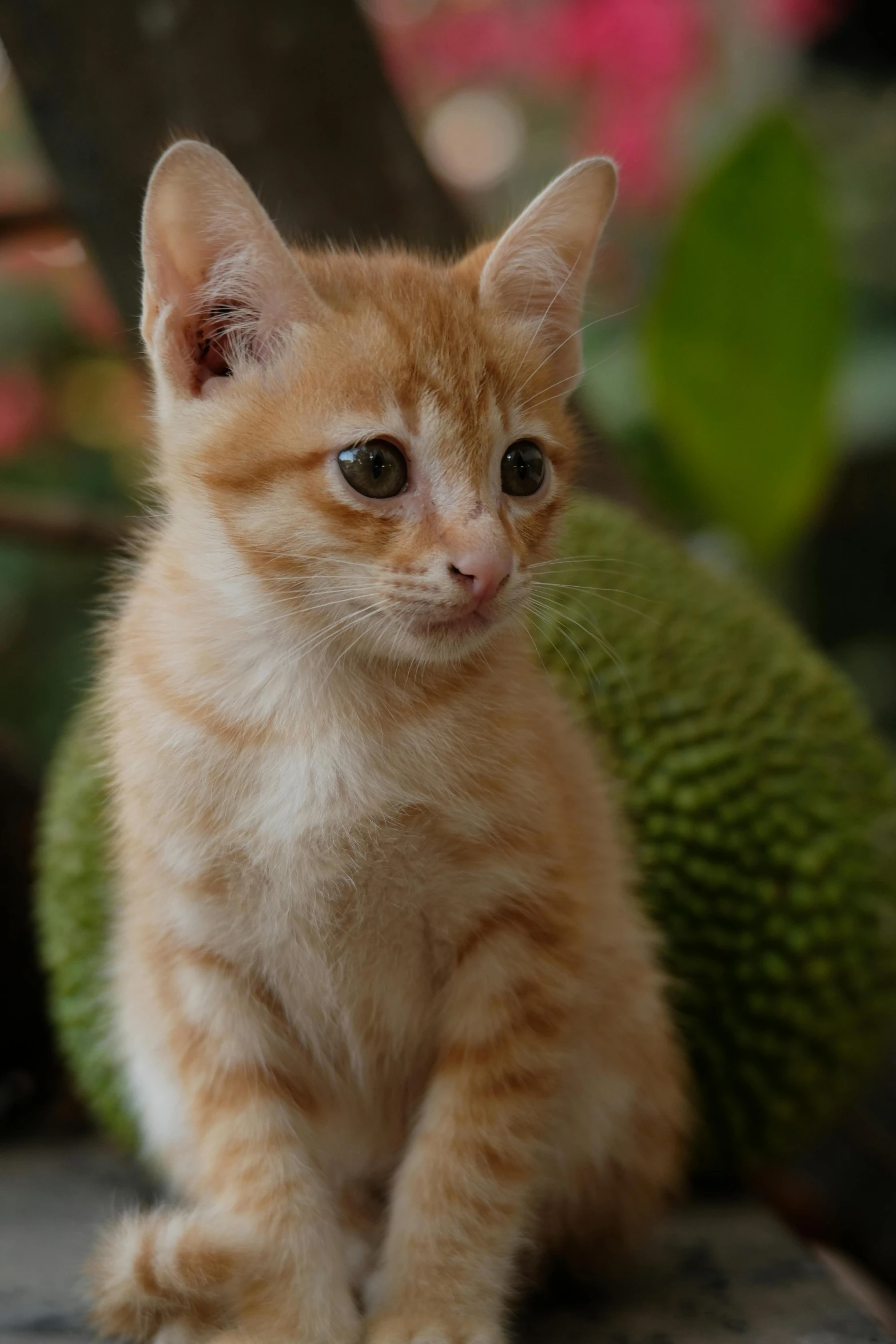 a cat looking at the camera while standing on a table