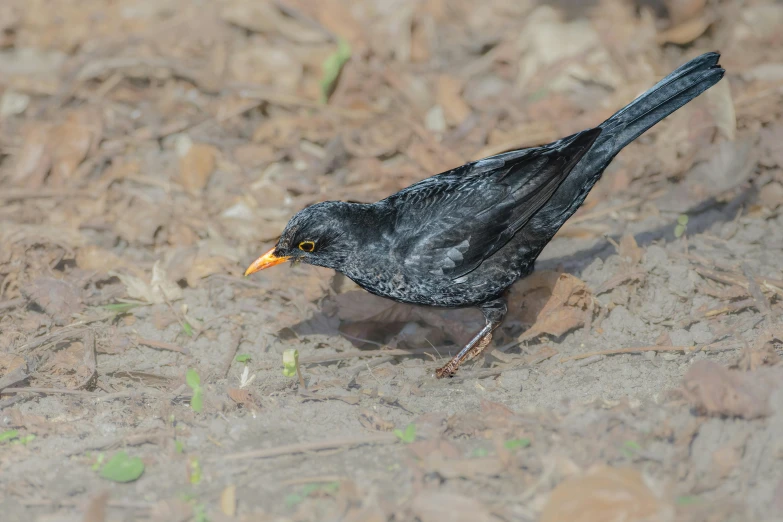 a small bird walking through some leaf litter