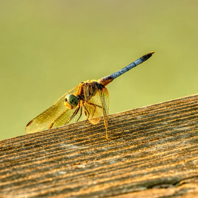 there is a blue dragon fly resting on the wood