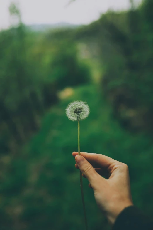 a person holds a dandelion in their hand