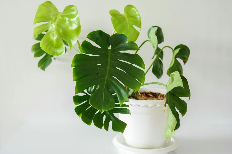 a potted plant that is growing inside a container