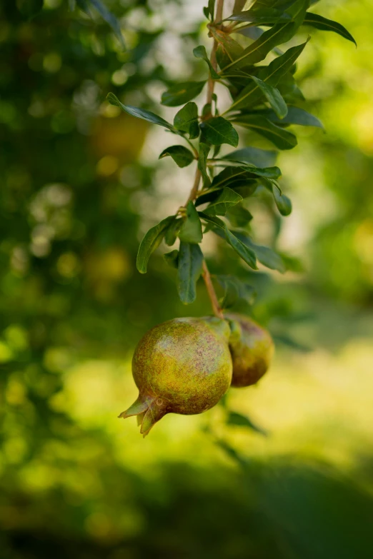 a tree nch with ripe fruit hanging from it