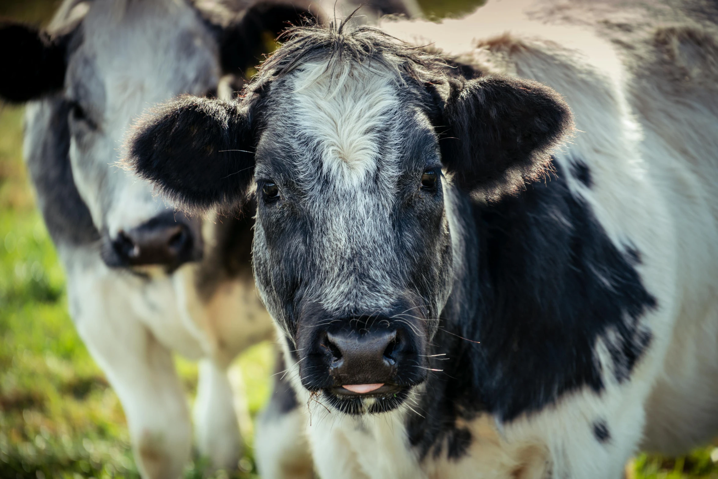 two cows stand on the grass looking in the same direction