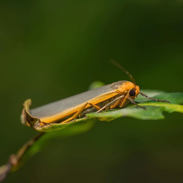 an insect is sitting on a leaf