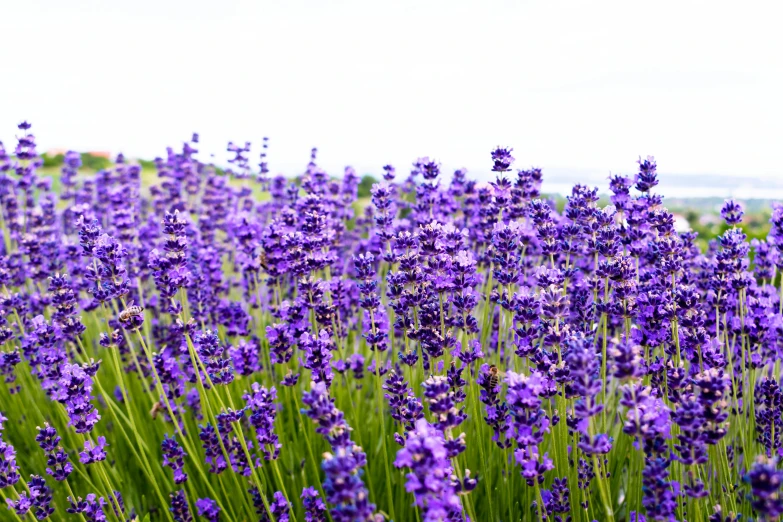 several rows of lavender plants on the edge of a field