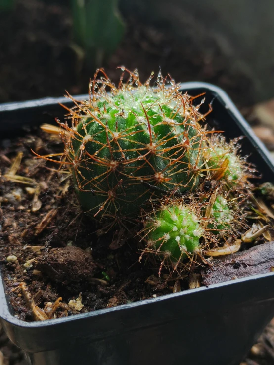 a closeup of a small cactus in a plastic container