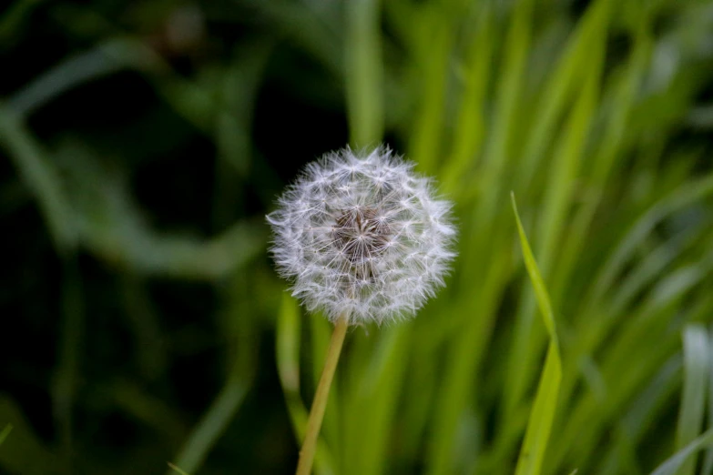 a dandelion looking up to the sky in between some green grass