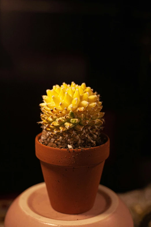 a small potted plant on top of some beige items