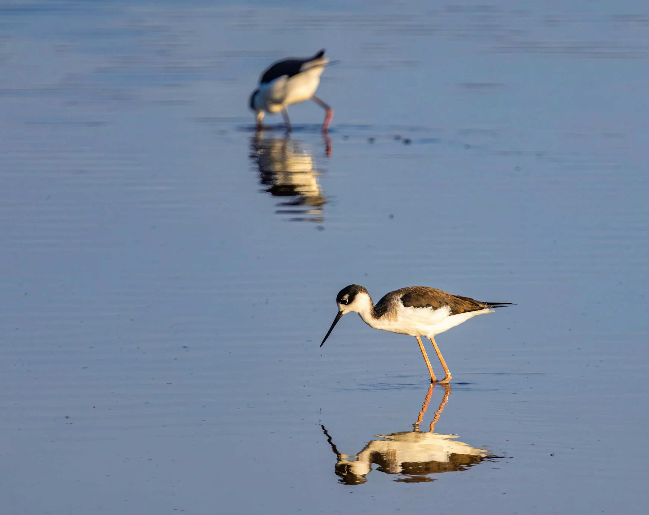 a couple of birds walking on top of a wet beach