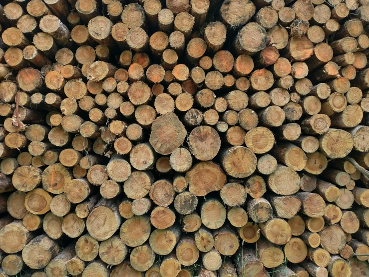 the top of a large number of tree logs