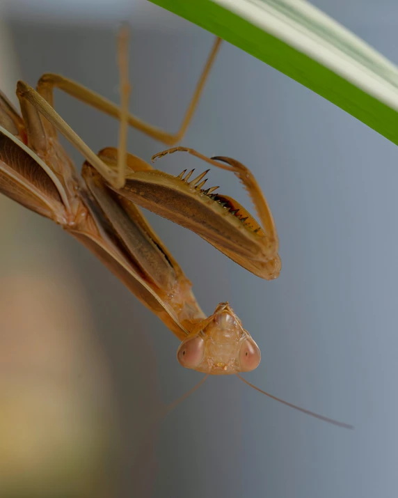 two brown praying bugs hanging on a plant