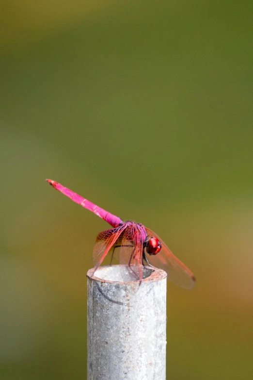 a bright red dragonfly perches on a post in front of blurry background