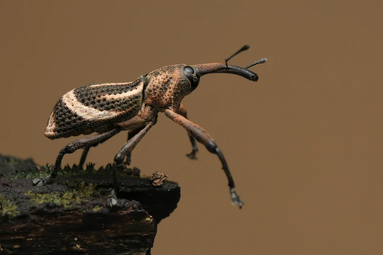 a strange looking insect on a grassy hill