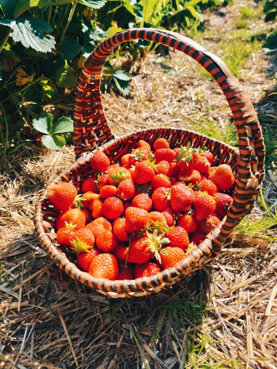 strawberries placed in a basket on the ground