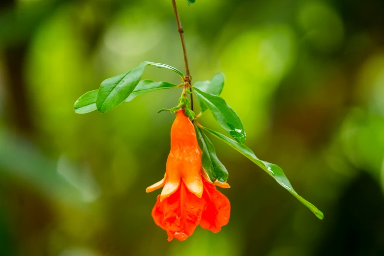 a flower that has green and red leaves