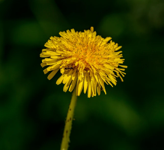 a flower with yellow petals and some water droplets on it