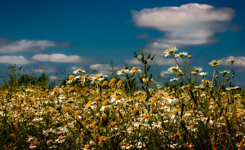 a very pretty field full of lots of flowers