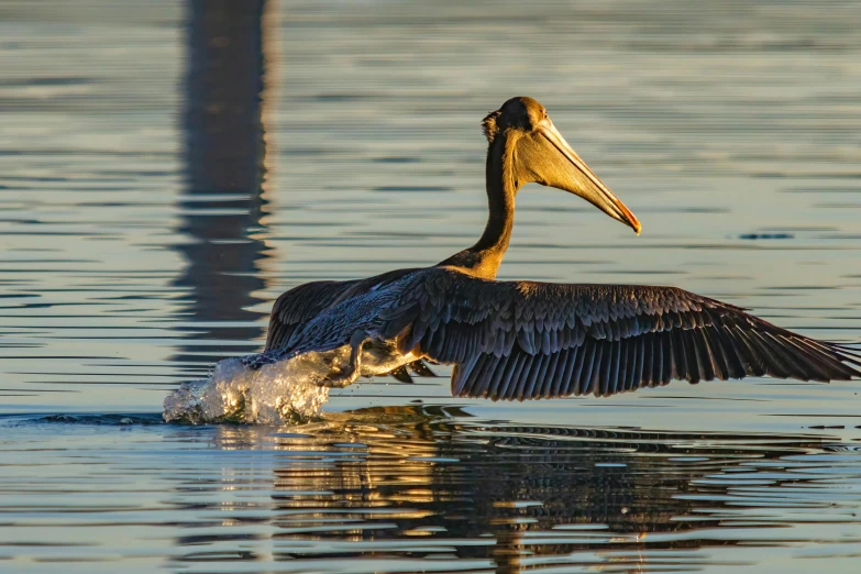 a close up of a bird in the water