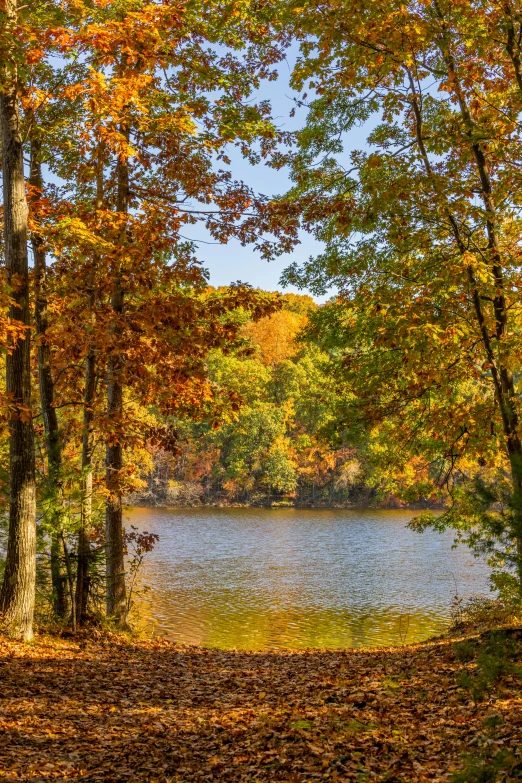 a beautiful lake surrounded by lots of trees