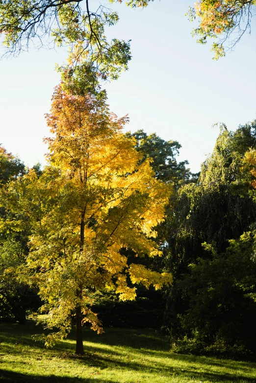 yellow tree at sunset on a sunny day