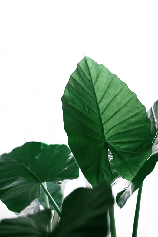 a large green leaf stands out from the crowd