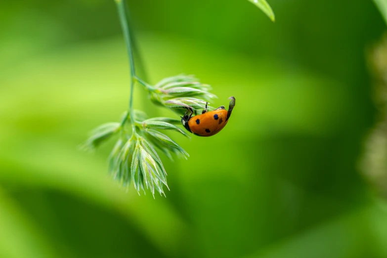 the tiny orange insect is on the tall green leaf