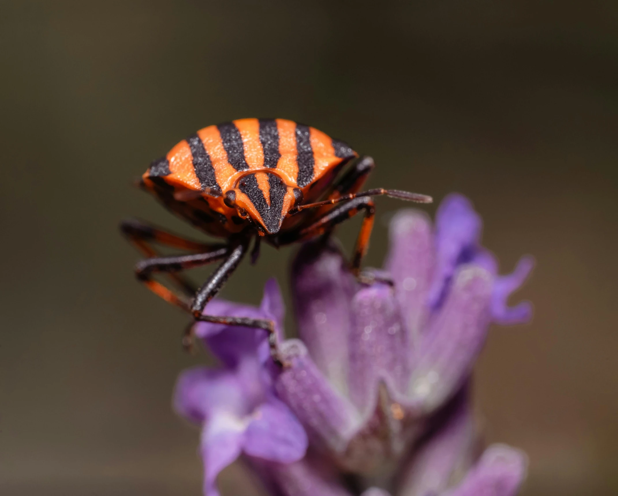 an orange and black striped insect on purple flowers