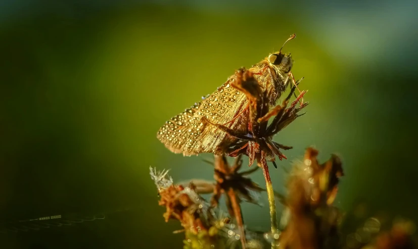 a close up s of a small insect