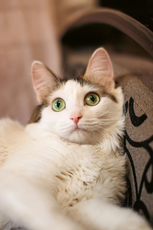 a cat laying on its side looking out