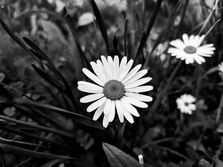 some white and black flowers in some grass